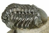 Multi-Toned Morocconites Trilobite Fossil With Austerops #354448-6
